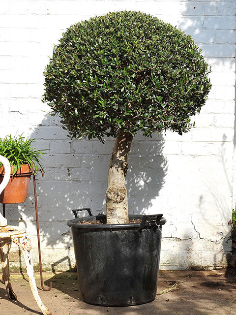 Olea Europaea 110Cm  C55 - Grow Your Own - Windyridge Garden Centre