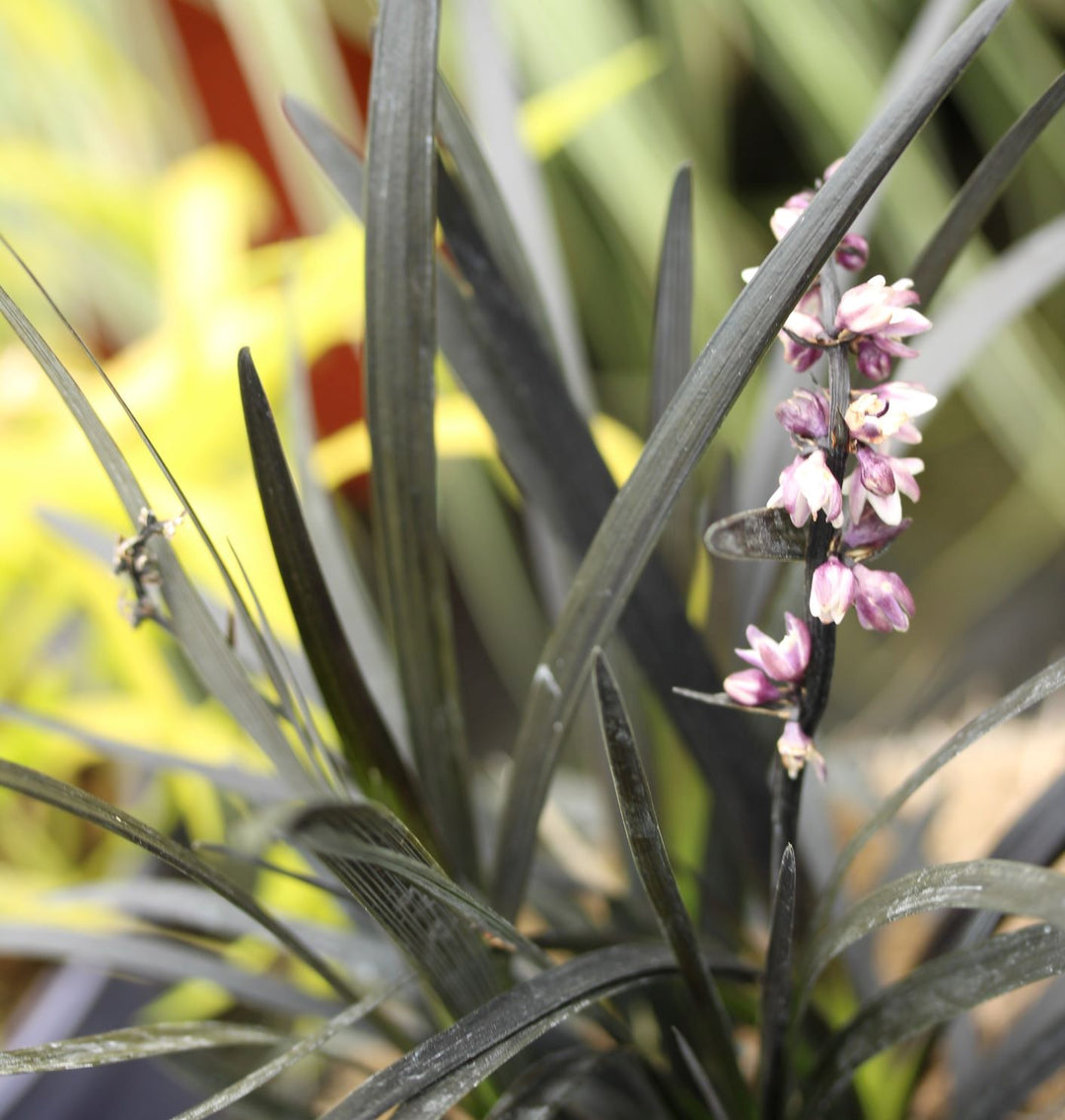 Black Dragon (Ophiopogon Planiscapus Niger)