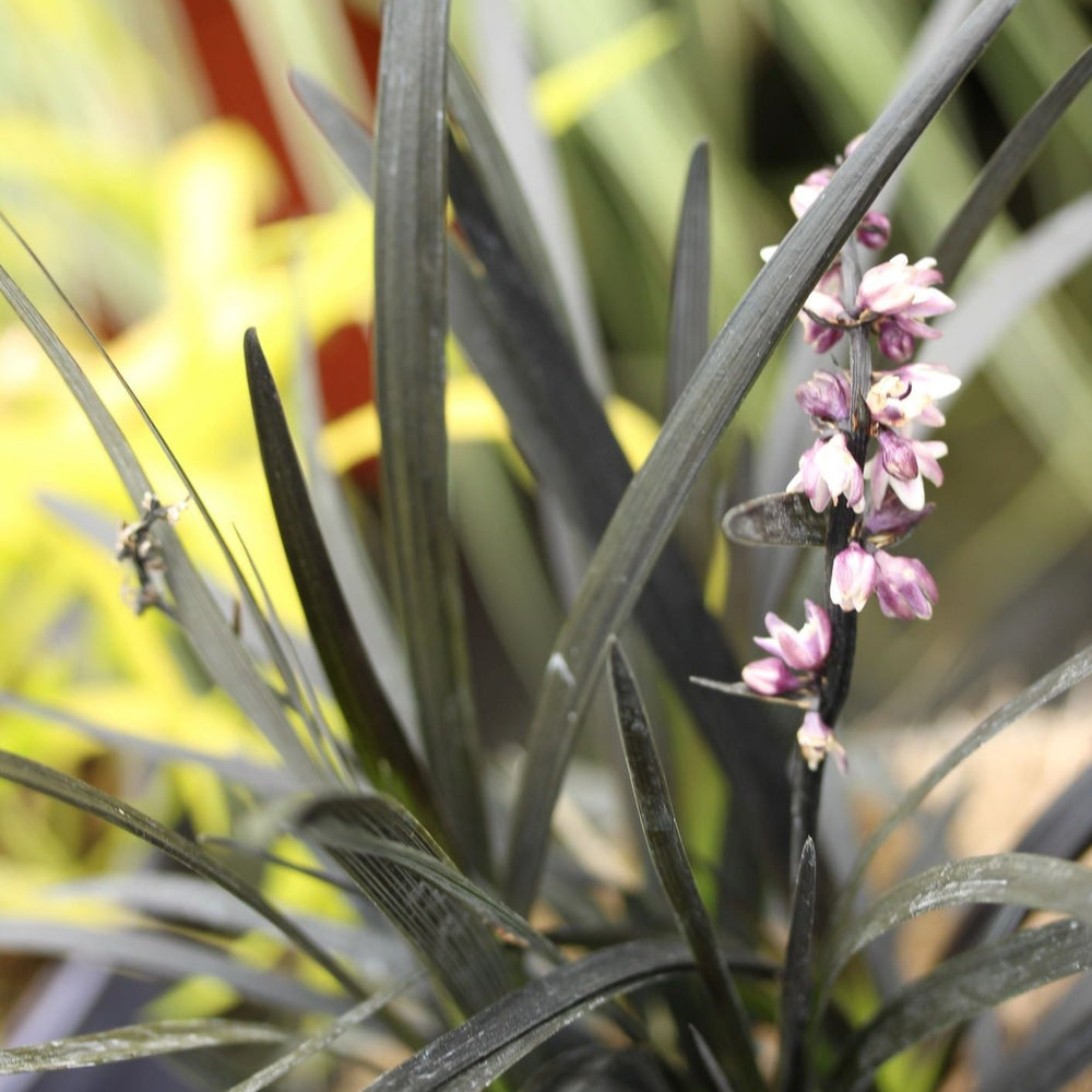 Ophiopogon Plan. Niger - Herbaceous - Windyridge Garden Centre