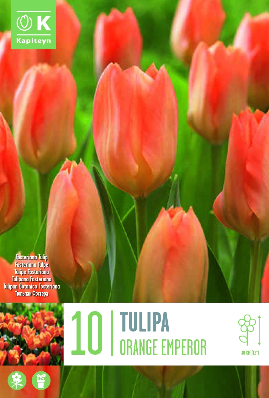 TULIPA ORANGE EMPEROR 10 Bulbs