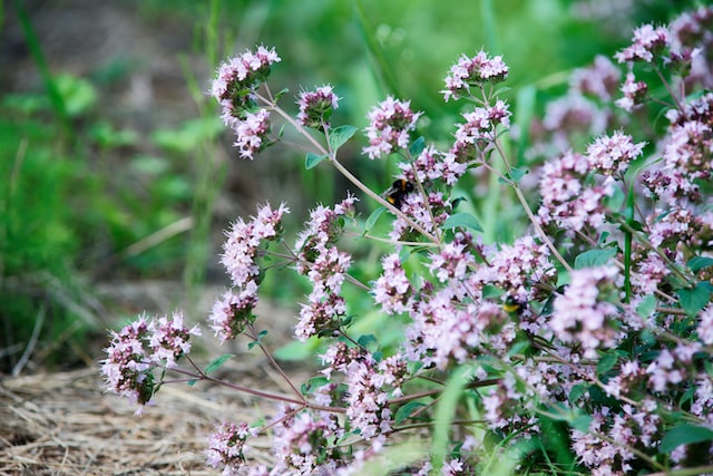 Oregano