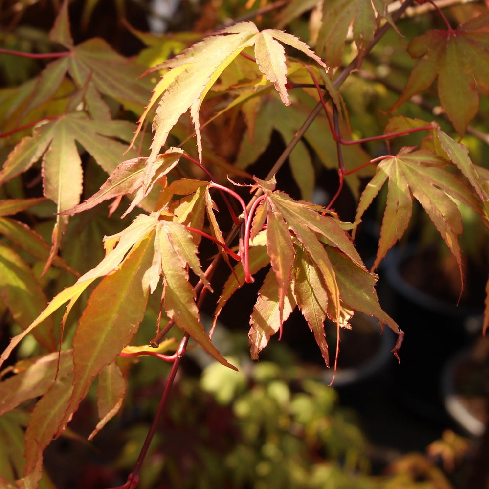 Acer Pal Osakazuki -  - Windyridge Garden Centre