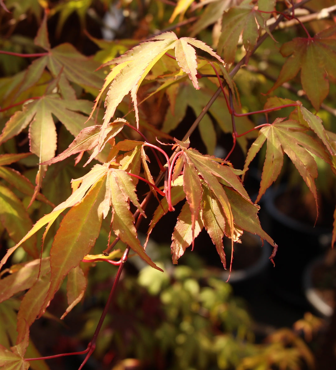 Acer Palmatum Osakazuki - Trees - Windyridge Garden Centre