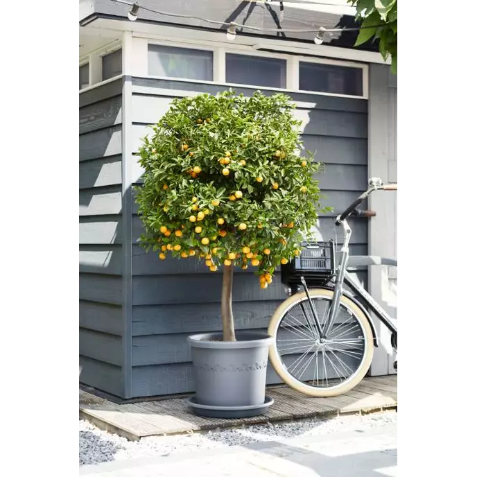 Algarve Cilindro Pot On Wheels Ø58cm Anthracite
