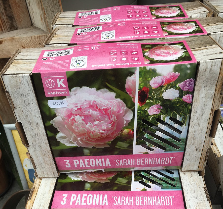 3 Beautiful Gardens  Paeonia Sarah Bernardt - Bulbs - Windyridge Garden Centre