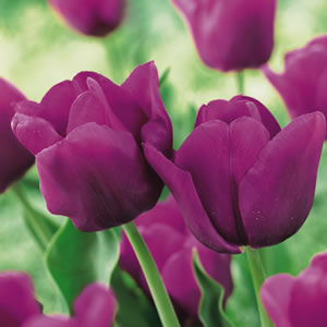 Tulip Passionale - Bulbs - Windyridge Garden Centre