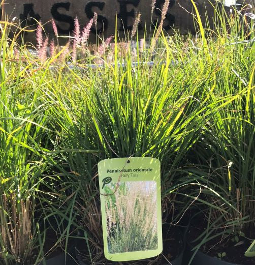 Pennisetum Fairy Tails - Herbaceous - Windyridge Garden Centre