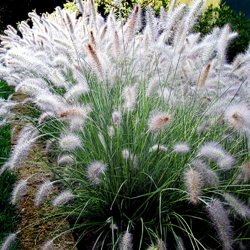 Pennisetum Hameln - Herbaceous - Windyridge Garden Centre