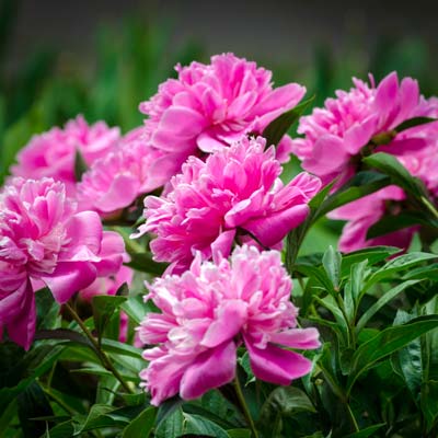 Paeonia Alexander Fleming - Herbaceous - Windyridge Garden Centre