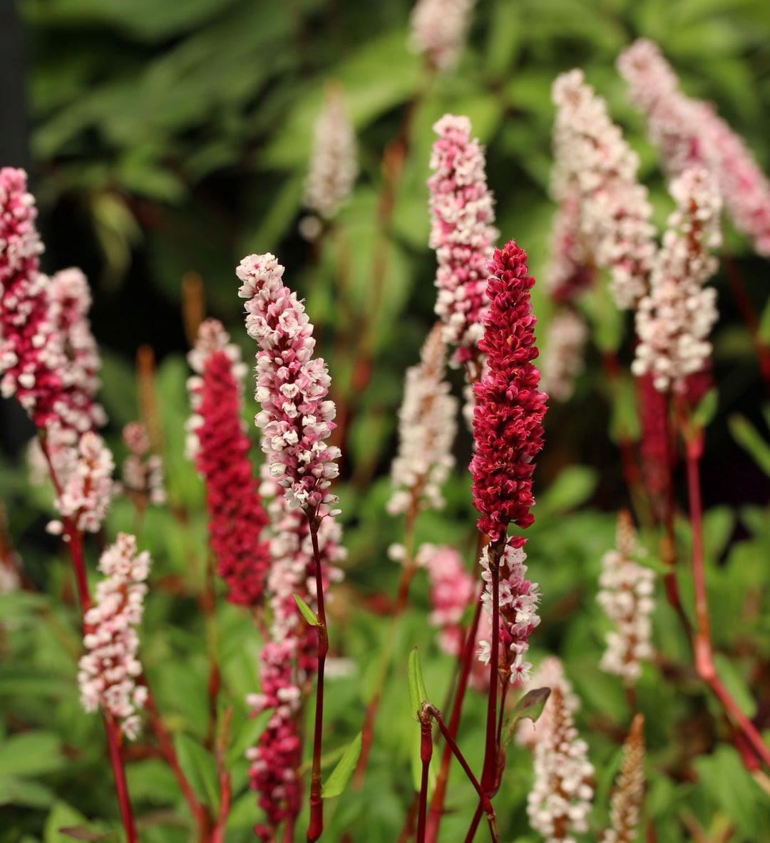 Persicaria aff. Darjeeling Red