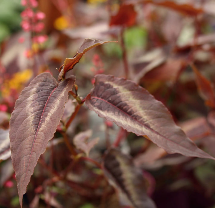 Persicaria-Red-Dragon-Plant