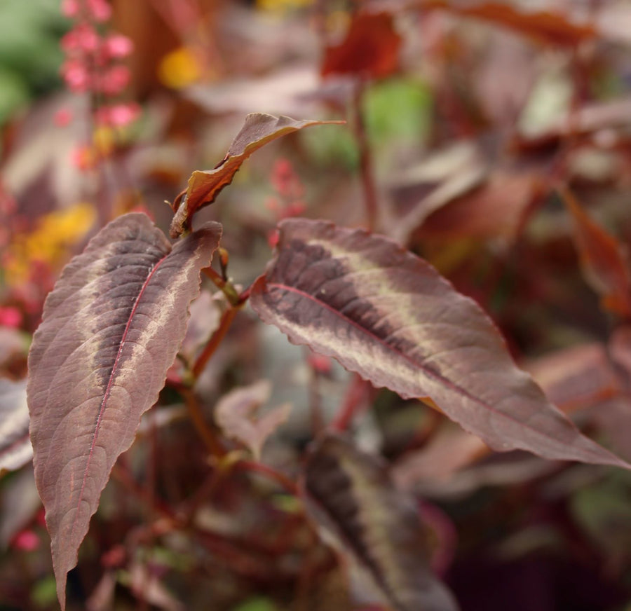 Persicaria-Red-Dragon-Plant