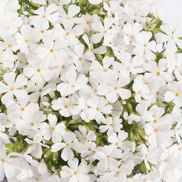 PHLOX sub. Fabulous White