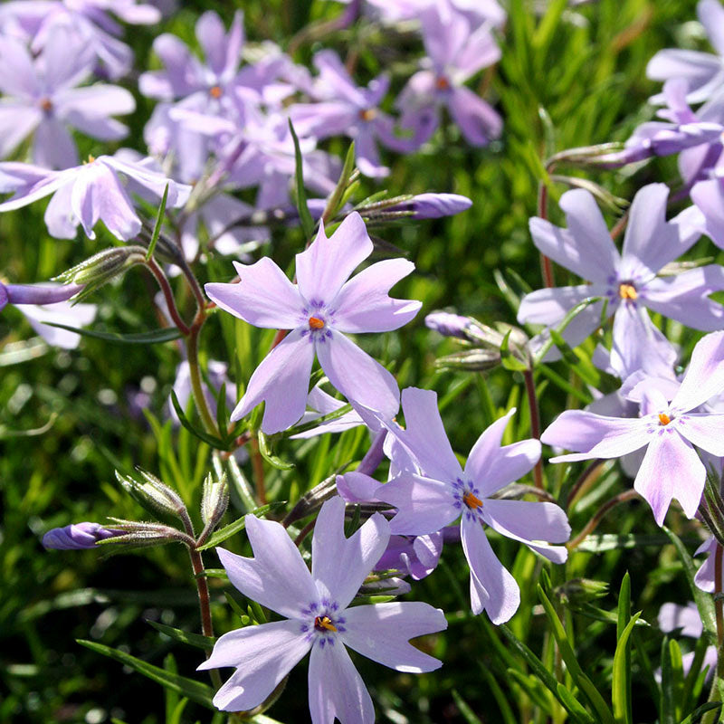 Phlox Emerald Cushion