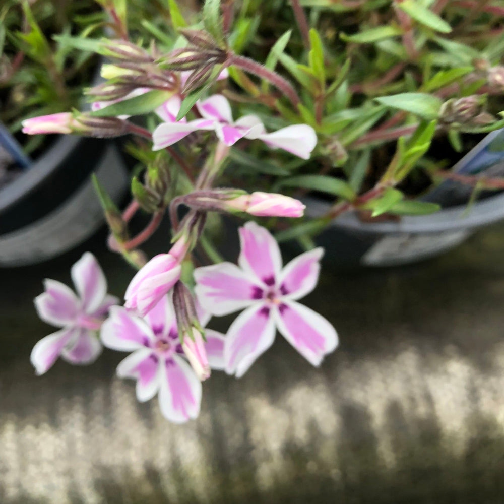 Phlox 'Candy Stripes' - Herbaceous - Windyridge Garden Centre
