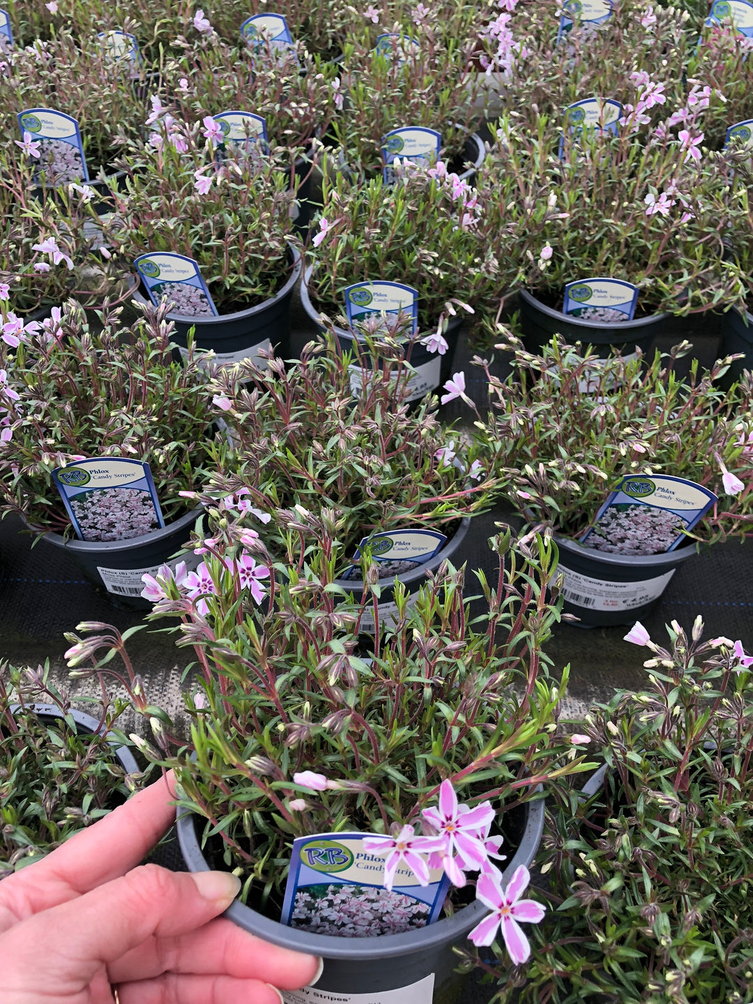 Phlox 'Candy Stripes' - Herbaceous - Windyridge Garden Centre