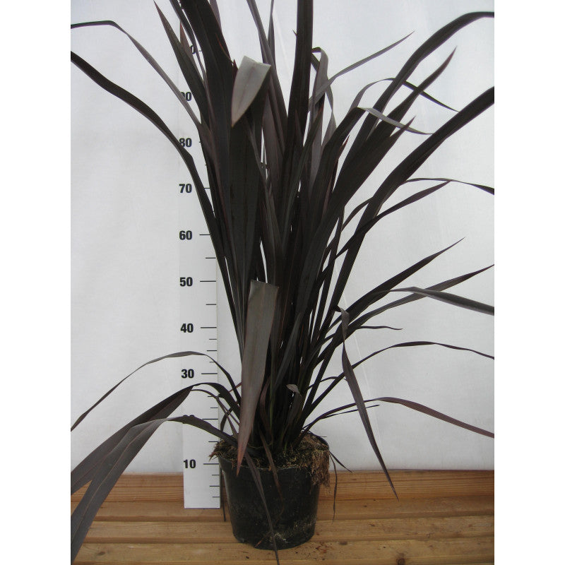 Phormium Black Adder - Herbaceous - Windyridge Garden Centre
