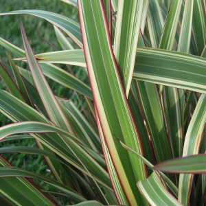 Mountain Flax (Phormium Tricolor) - Herbaceous - Windyridge Garden Centre