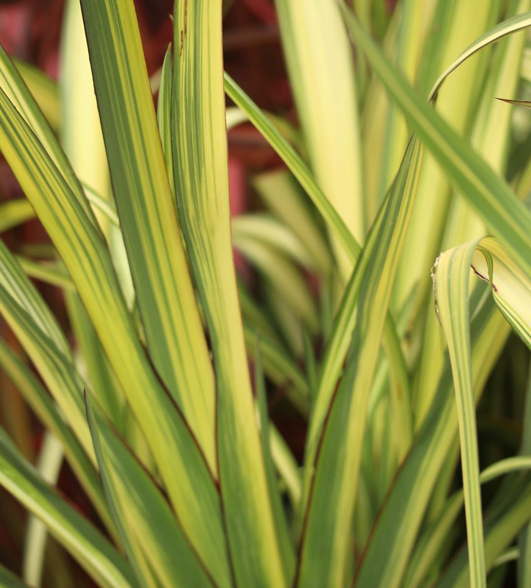 PHORMIUM Cream Delight