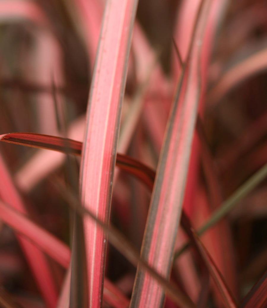 Phormium Evening Glow - Herbaceous - Windyridge Garden Centre