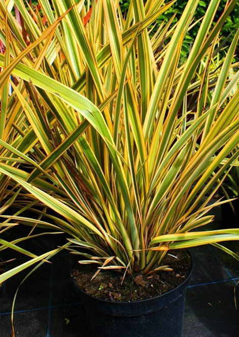 Phormium Tenax Golden Ray - Herbaceous - Windyridge Garden Centre