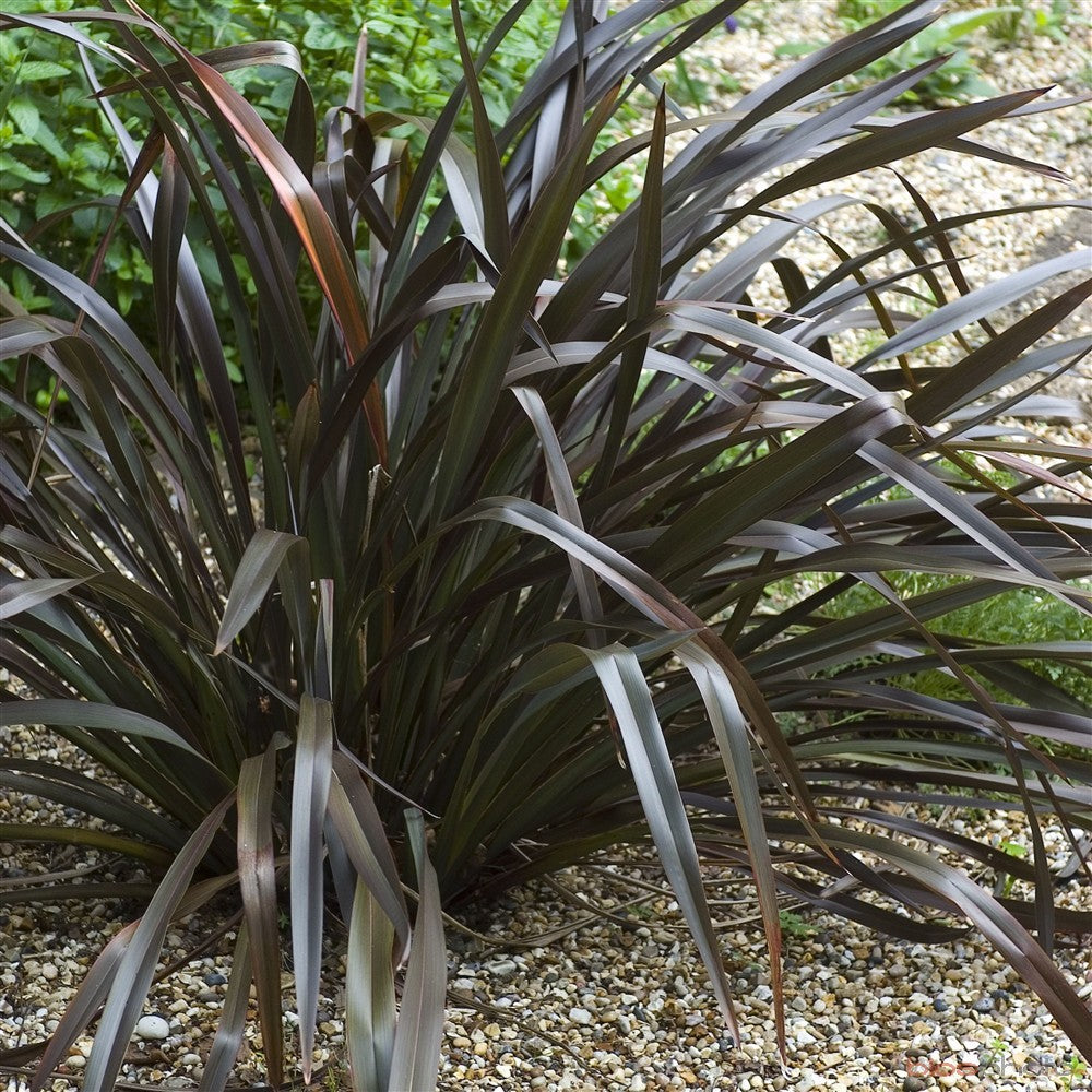 Phormium Tenax Platts Blacks - Herbaceous - Windyridge Garden Centre