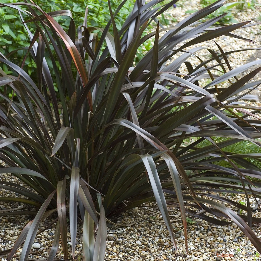 Phormium Tenax Platts Blacks - Herbaceous - Windyridge Garden Centre