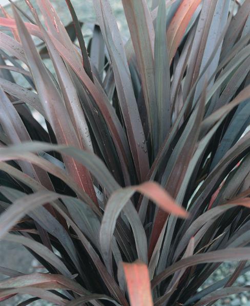 Phormium Platts Black - Herbaceous - Windyridge Garden Centre