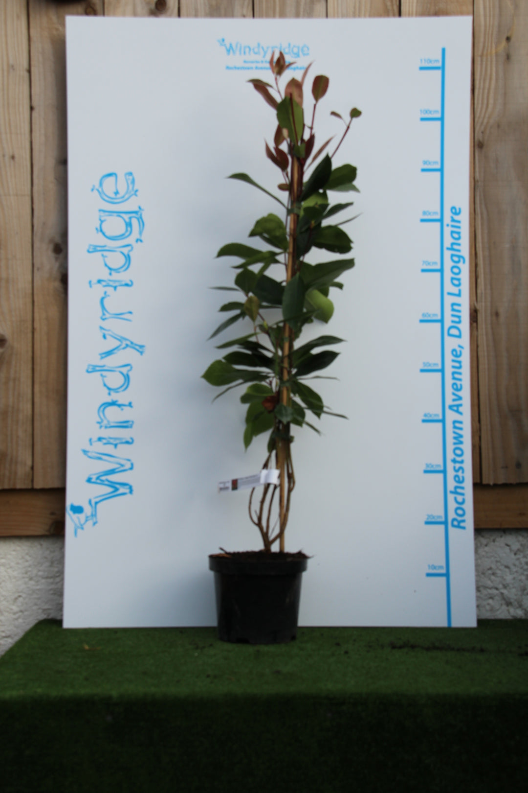 Photinia Red Robin - Hedging - Windyridge Garden Centre