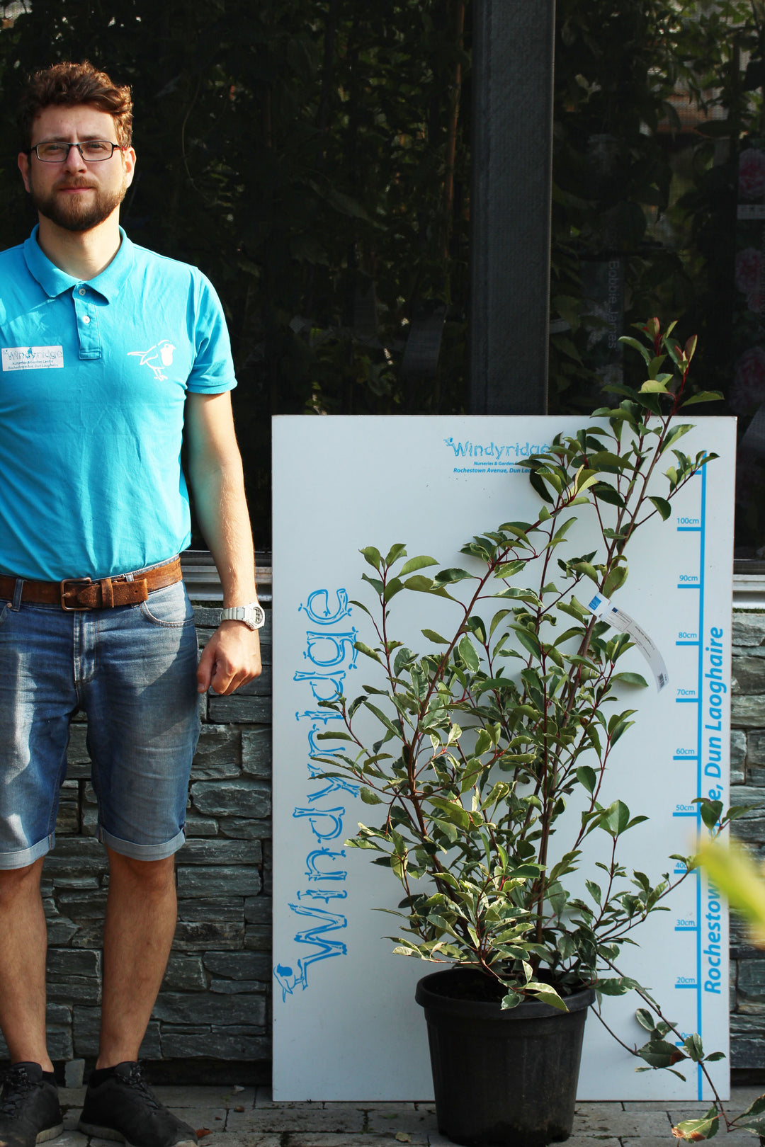 PHOTINIA SERR. PINK MARBLE CLT 10