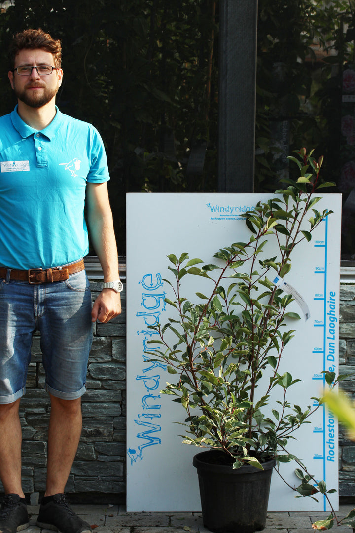 PHOTINIA SERR. PINK MARBLE CLT 10