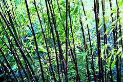 PHYLLOSTACHYS NIGRA CLT 15 / 18 H 200 - 250 CM