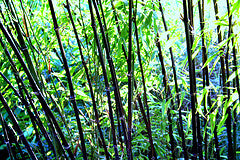 Phyllostachys Nigra Clt 18 H 150 - 200 Cm - Hedging - Windyridge Garden Centre