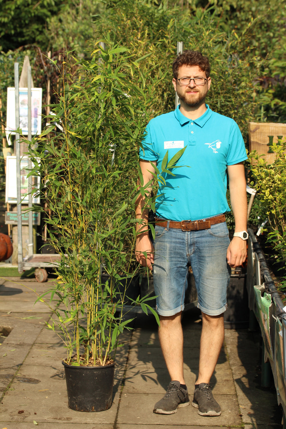 Phyllostachys Aurea Clt 12 H 100 - 150 Cm - Hedging - Windyridge Garden Centre