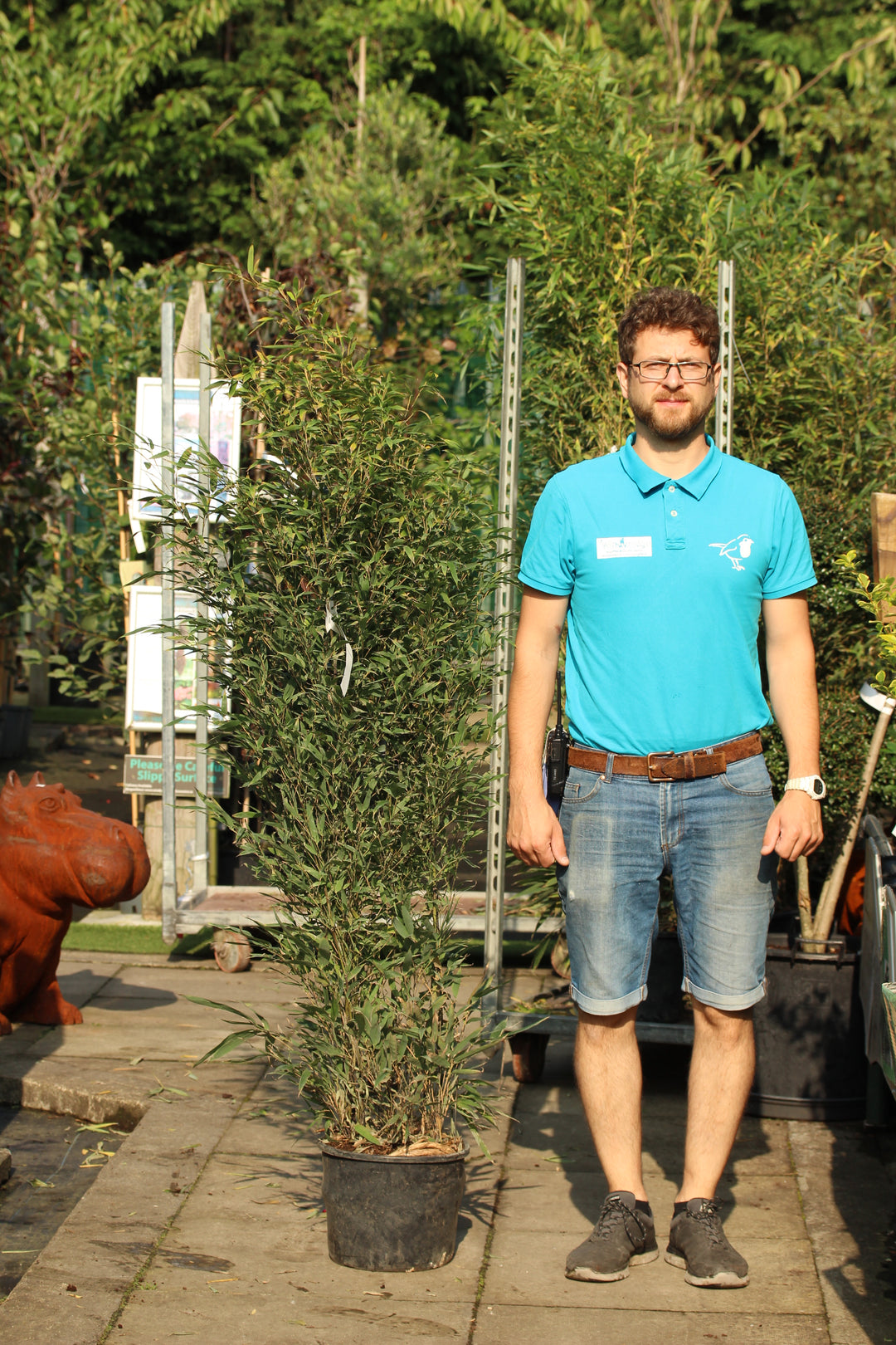 Phyllostachys Nigra Clt 12 H 100  - 150 Cm - Hedging - Windyridge Garden Centre