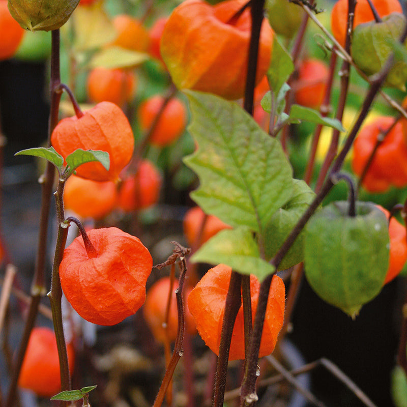 Physalis Alk. Var. Franchetii - Herbaceous - Windyridge Garden Centre