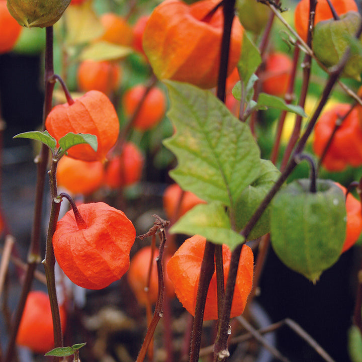 Physalis alk. var. franchetii