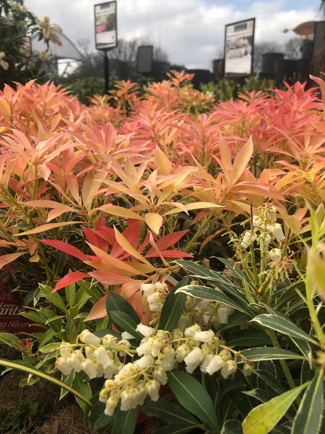 Pieris Flaming Silver