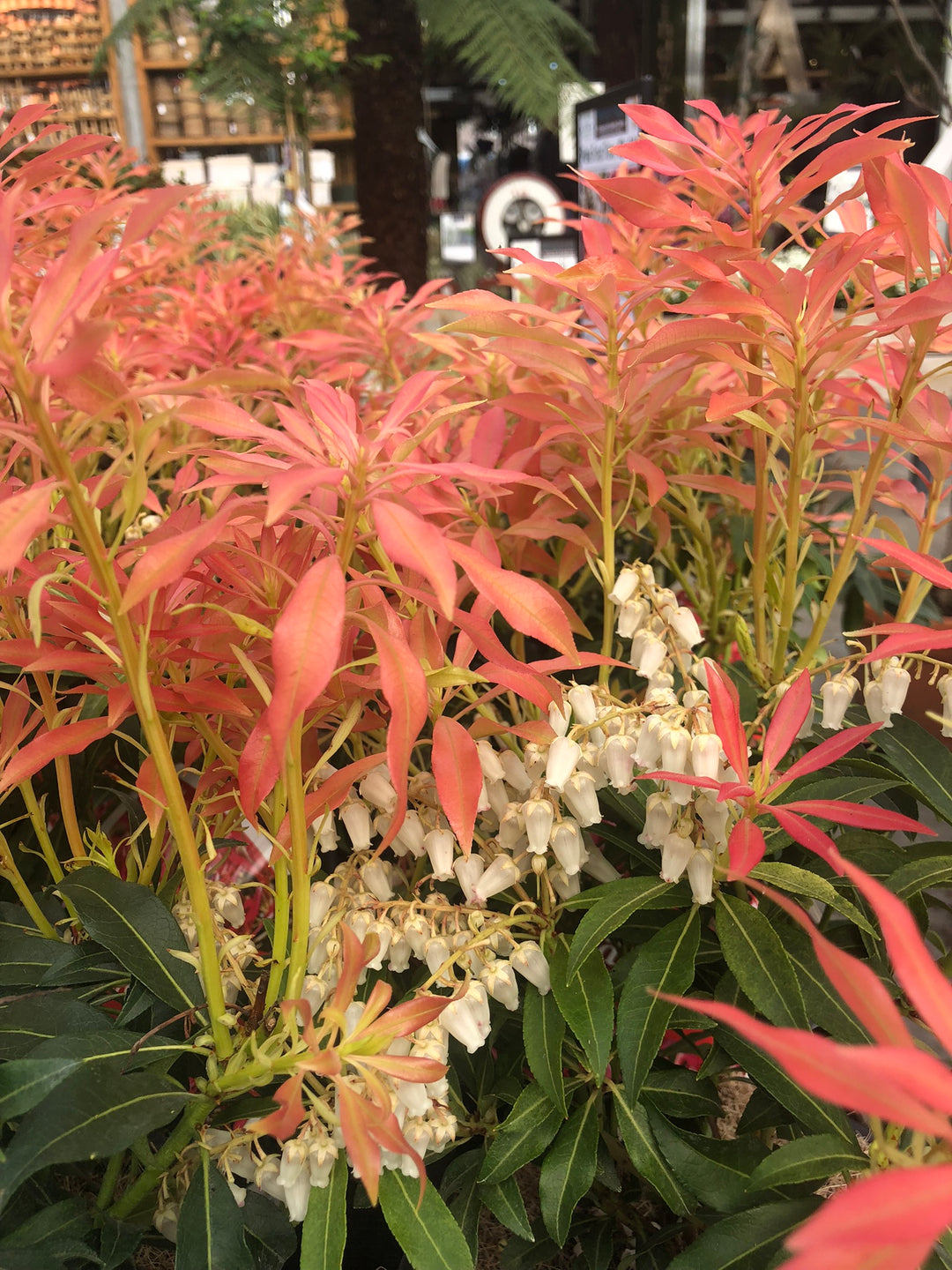 Pieris Forest Flame - Shrubs - Windyridge Garden Centre