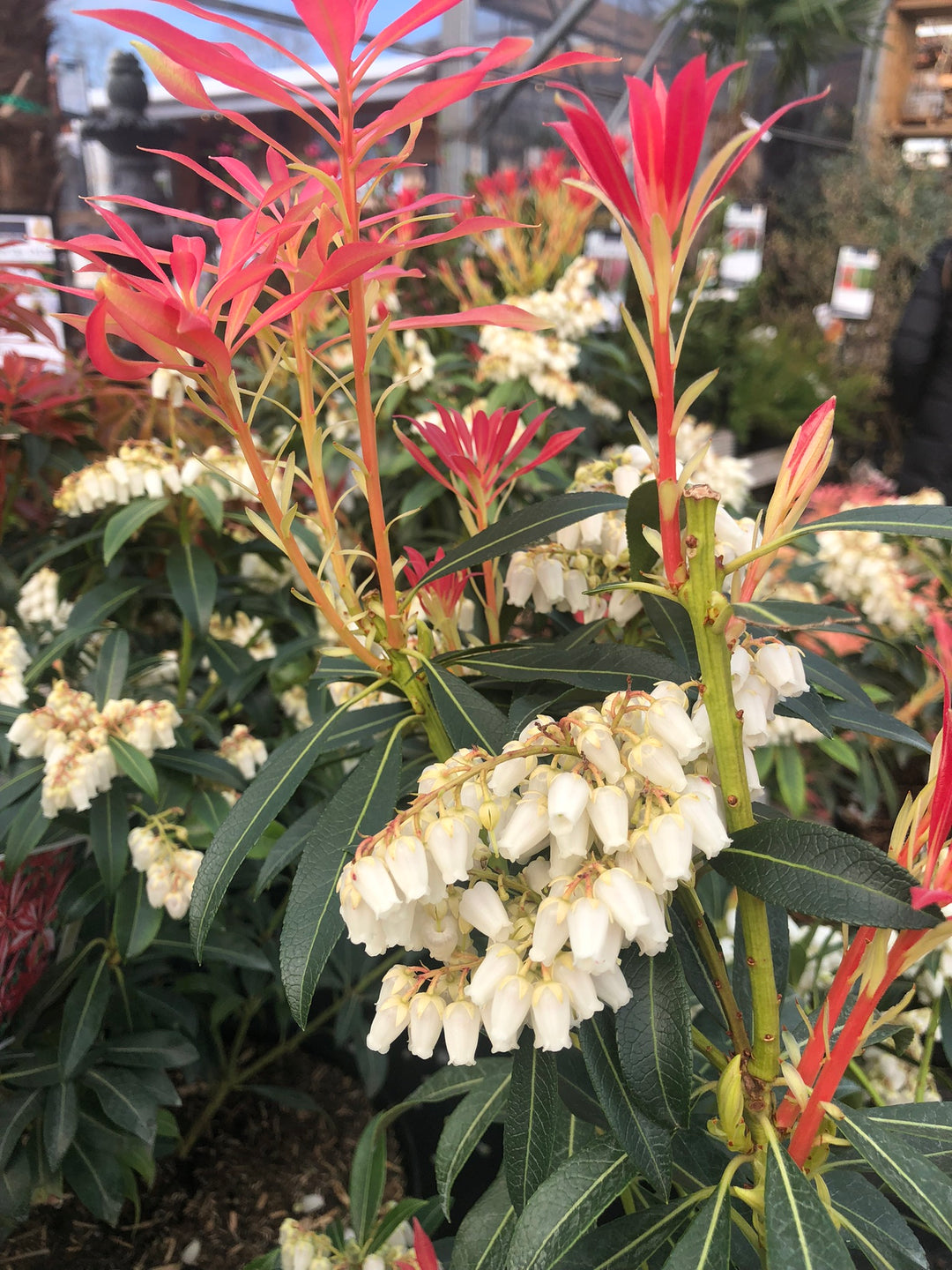 Pieris jap. Mountain Fire