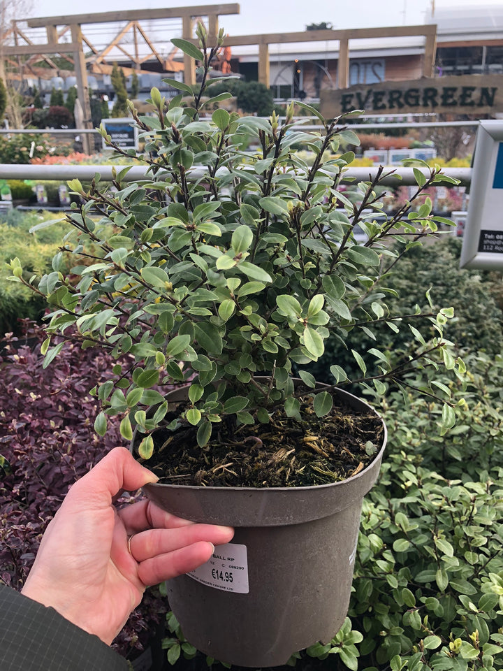PITTOSPORUM T. GOLF BALL RP
