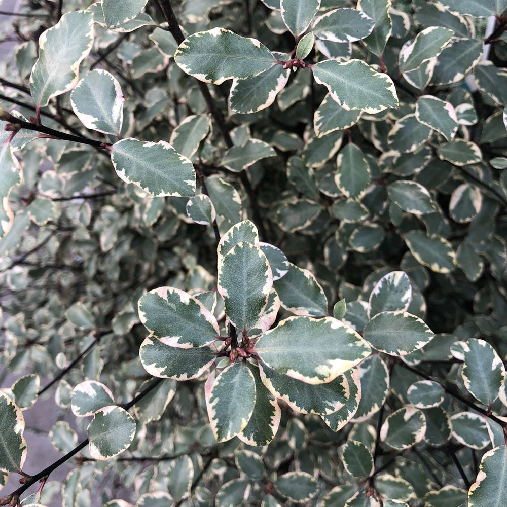 Pittosporum Tenui. Victoria  1,10 Xl     25L - Shrubs - Windyridge Garden Centre