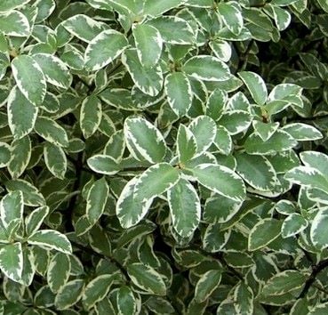 Pittosporum Silver Queen - Shrubs - Windyridge Garden Centre