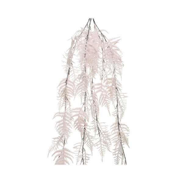 Plc Asparagus Hanging Bush Blush Pink - Christmas - Windyridge Garden Centre