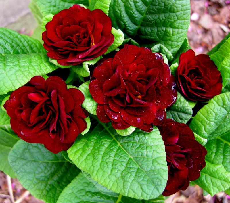 Primrose Double 1ltr