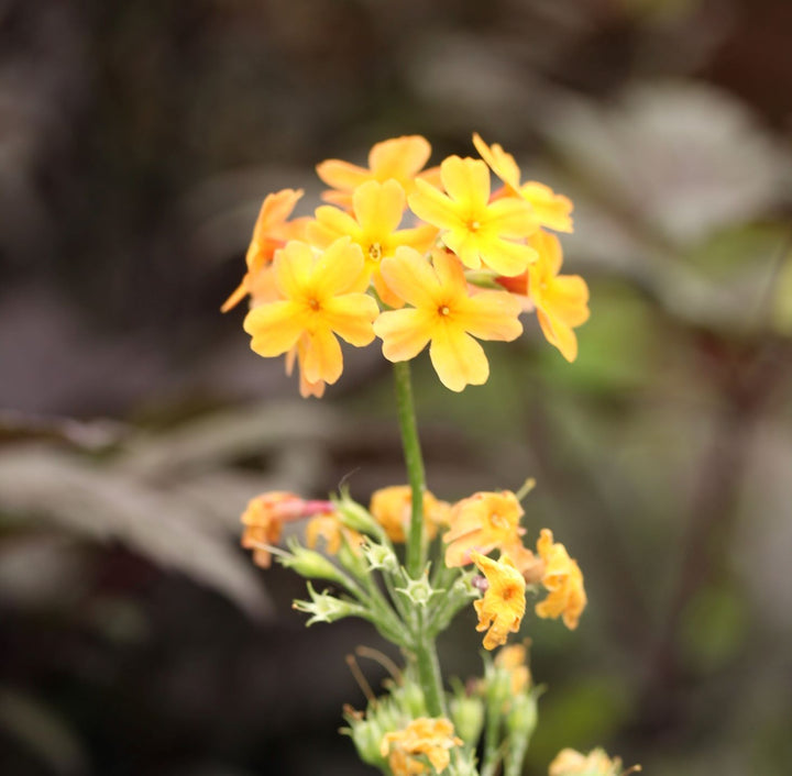 Candelabra Primrose (Primula bulleesiana)