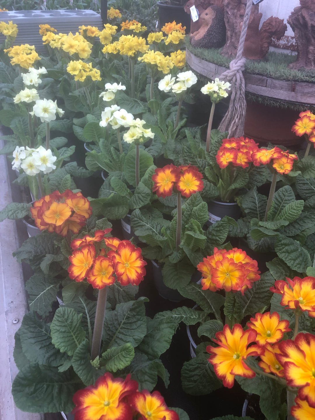 Primula elatior mix  P12