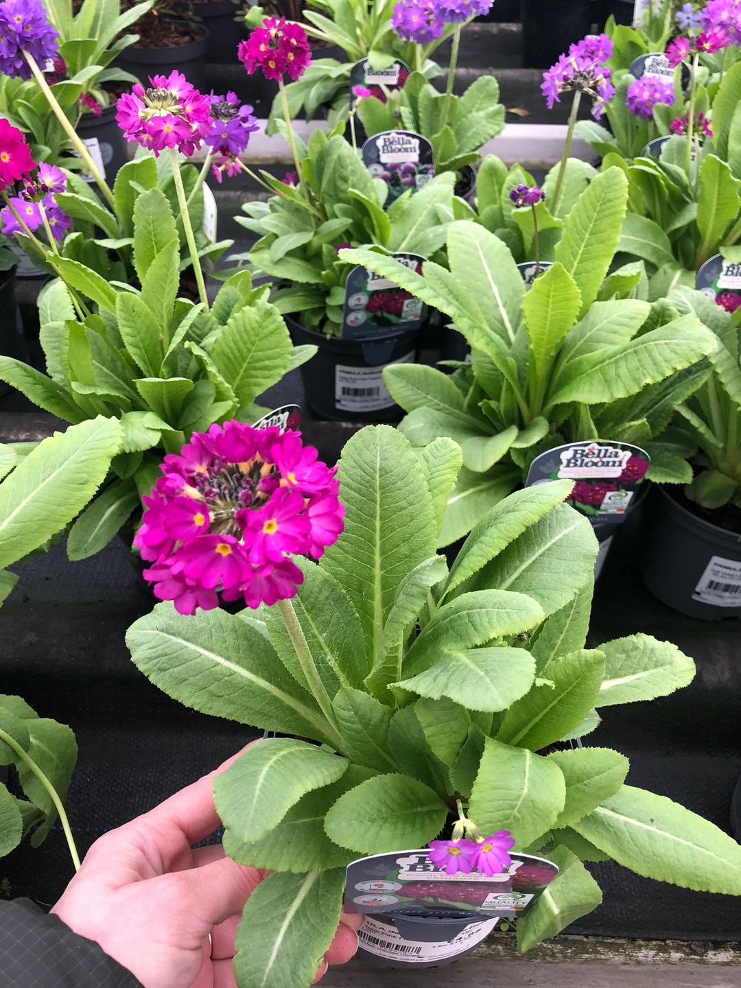 PRIMULA denticulata Prom Deep Rose
