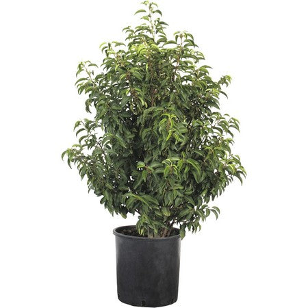 Prunus lusitanica Angustifolia 20L 100-125cm