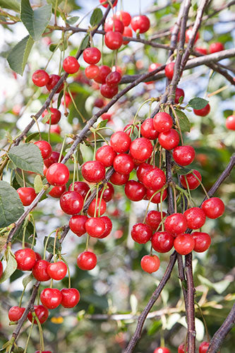 Prunus Morello